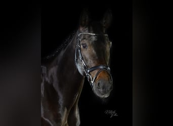 Deutsches Sportpferd, Wallach, 15 Jahre, 168 cm, Dunkelbrauner