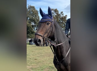 Deutsches Sportpferd, Wallach, 15 Jahre, 168 cm, Dunkelbrauner