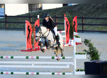 Deutsches Sportpferd, Wallach, 15 Jahre, 168 cm, Schimmel