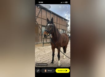 Deutsches Sportpferd, Wallach, 15 Jahre, 170 cm, Brauner