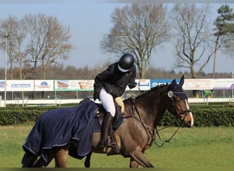 Deutsches Sportpferd, Wallach, 15 Jahre, 170 cm, Brauner