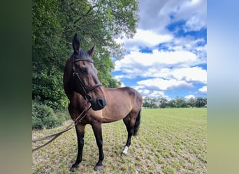 Deutsches Sportpferd, Wallach, 15 Jahre, 170 cm, Dunkelbrauner