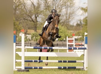 Deutsches Sportpferd, Wallach, 15 Jahre, 170 cm, Dunkelbrauner