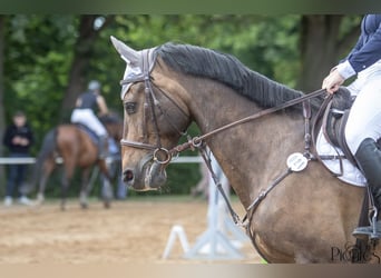 Deutsches Sportpferd, Wallach, 15 Jahre, 170 cm, Dunkelbrauner