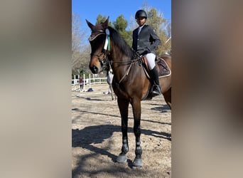 Deutsches Sportpferd, Wallach, 15 Jahre, 170 cm, Rotbrauner