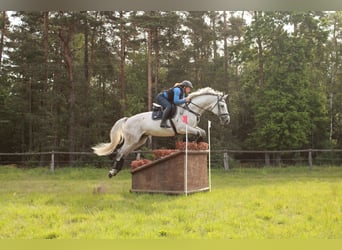 Deutsches Sportpferd, Wallach, 15 Jahre, 170 cm, Schimmel