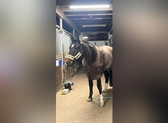 Deutsches Sportpferd, Wallach, 15 Jahre, 170 cm