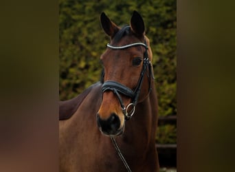 Deutsches Sportpferd, Wallach, 15 Jahre, 172 cm, Dunkelbrauner