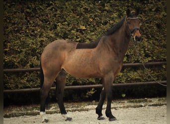 Deutsches Sportpferd, Wallach, 15 Jahre, 172 cm, Dunkelbrauner