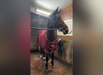 Deutsches Sportpferd, Wallach, 15 Jahre, 172 cm, Dunkelbrauner