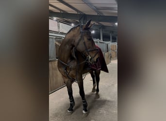 Deutsches Sportpferd, Wallach, 15 Jahre, 172 cm, Dunkelbrauner