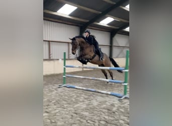 Deutsches Sportpferd, Wallach, 15 Jahre, 172 cm, Dunkelbrauner