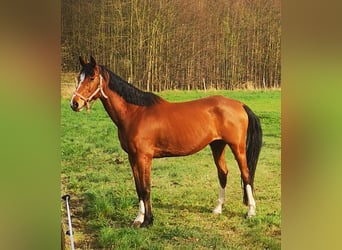 Deutsches Sportpferd, Wallach, 15 Jahre, 180 cm, Brauner