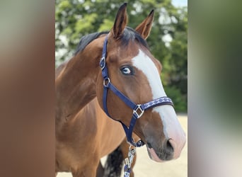 Deutsches Sportpferd, Wallach, 15 Jahre, Brauner