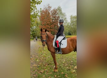 Deutsches Sportpferd, Wallach, 16 Jahre, 164 cm, Fuchs