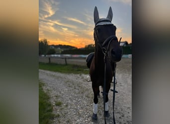 Deutsches Sportpferd, Wallach, 16 Jahre, 165 cm, Dunkelbrauner