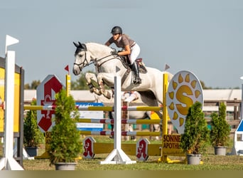Deutsches Sportpferd, Wallach, 16 Jahre, 165 cm, Schimmel