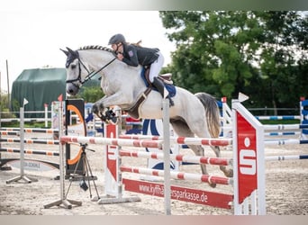 Deutsches Sportpferd, Wallach, 16 Jahre, 165 cm, Schimmel