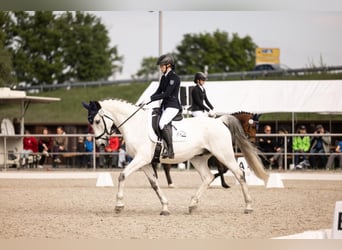 Deutsches Sportpferd, Wallach, 16 Jahre, 165 cm, Schimmel