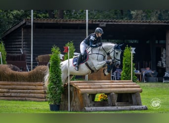 Deutsches Sportpferd, Wallach, 16 Jahre, 165 cm, Schimmel
