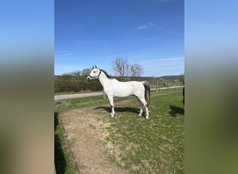 Deutsches Sportpferd, Wallach, 16 Jahre, 165 cm, Schimmel