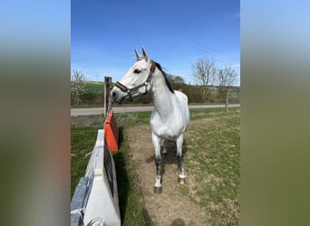 Deutsches Sportpferd, Wallach, 16 Jahre, 165 cm, Schimmel