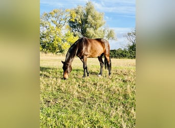 Deutsches Sportpferd, Wallach, 16 Jahre, 168 cm, Brauner