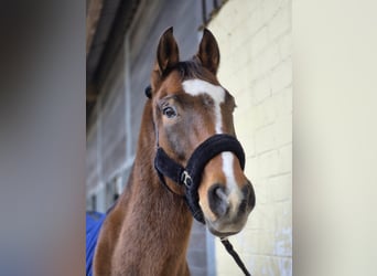 Deutsches Sportpferd, Wallach, 16 Jahre, 168 cm, Brauner