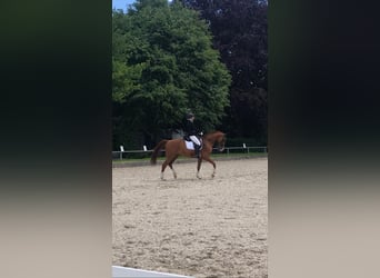 Deutsches Sportpferd, Wallach, 16 Jahre, 168 cm, Fuchs