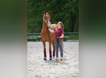 Deutsches Sportpferd, Wallach, 16 Jahre, 168 cm, Fuchs