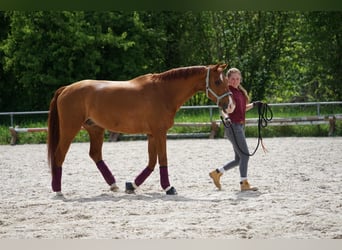 Deutsches Sportpferd, Wallach, 16 Jahre, 168 cm, Fuchs