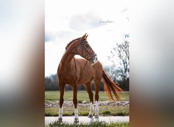 Deutsches Sportpferd, Wallach, 16 Jahre, 168 cm, Fuchs