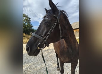 Deutsches Sportpferd, Wallach, 16 Jahre, 169 cm, Rappe