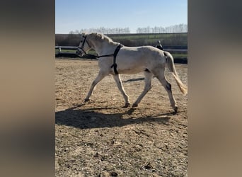 Deutsches Sportpferd, Wallach, 16 Jahre, 169 cm, Schimmel