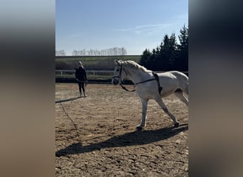Deutsches Sportpferd, Wallach, 16 Jahre, 169 cm, Schimmel
