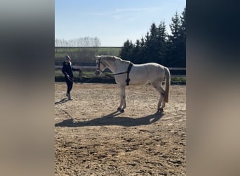 Deutsches Sportpferd, Wallach, 16 Jahre, 169 cm, Schimmel