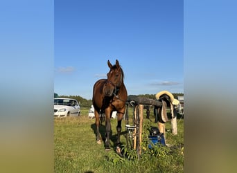 Deutsches Sportpferd, Wallach, 16 Jahre, 170 cm