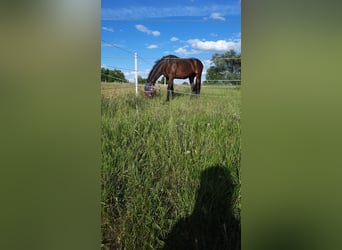 Deutsches Sportpferd, Wallach, 16 Jahre, 170 cm, Dunkelbrauner