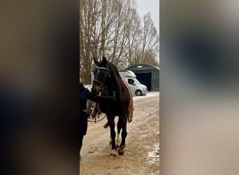 Deutsches Sportpferd, Wallach, 16 Jahre, 170 cm, Dunkelbrauner