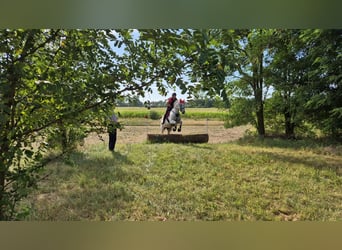Deutsches Sportpferd, Wallach, 16 Jahre, 170 cm, Fliegenschimmel