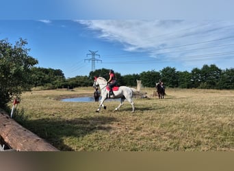 Deutsches Sportpferd, Wallach, 16 Jahre, 170 cm, Fliegenschimmel