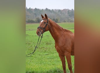 Deutsches Sportpferd, Wallach, 16 Jahre, 170 cm, Fuchs