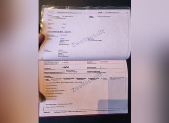 Deutsches Sportpferd, Wallach, 16 Jahre, 170 cm, Rappe