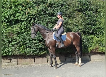 Deutsches Sportpferd, Wallach, 16 Jahre, 170 cm, Rappe