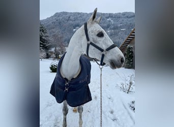 Deutsches Sportpferd, Wallach, 16 Jahre, 170 cm, Schimmel