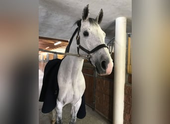 Deutsches Sportpferd, Wallach, 16 Jahre, 170 cm, Schimmel