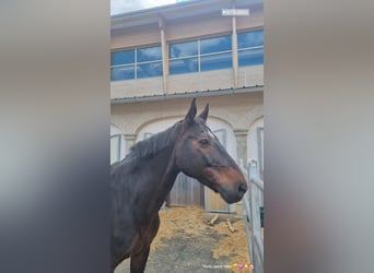 Deutsches Sportpferd, Wallach, 16 Jahre, 172 cm, Brauner