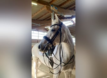 Deutsches Sportpferd, Wallach, 16 Jahre, 172 cm, Schimmel