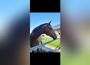 Deutsches Sportpferd, Wallach, 16 Jahre, 175 cm, Brauner