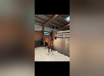 Deutsches Sportpferd, Wallach, 16 Jahre, 175 cm, Brauner